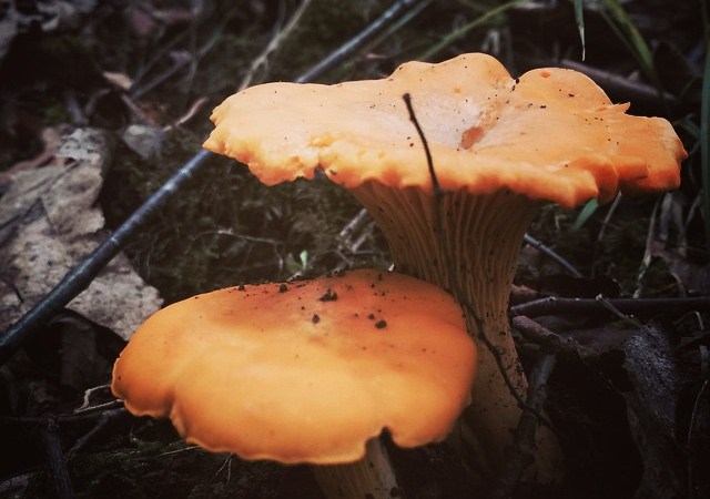 Treehouse Yoga Retreat